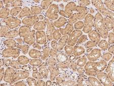 PODNL1 Antibody - Immunochemical staining of human PODNL1 in human kidney with rabbit polyclonal antibody at 1:100 dilution, formalin-fixed paraffin embedded sections.