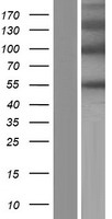 PODNL1 Protein - Western validation with an anti-DDK antibody * L: Control HEK293 lysate R: Over-expression lysate
