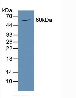 PODXL / Podocalyxin Antibody - Western Blot; Sample: Mouse Brain Tissue.