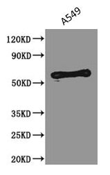 PODXL / Podocalyxin Antibody - Western Blot Positive WB detected in: A549 whole cell lysate All lanes: PODXL antibody at 2.5µg/ml Secondary Goat polyclonal to Mouse IgG at 1/5000 dilution Predicted band size: 59, 56 kDa Observed band size: 59 kDa