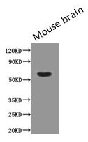 PODXL / Podocalyxin Antibody - Western Blot Positive WB detected in: Mouse brain tissue All lanes: PODXL antibody at 0.43µg/ml Secondary Goat polyclonal to Mouse IgG at 1/5000 dilution Predicted band size: 59, 56 kDa Observed band size: 59 kDa
