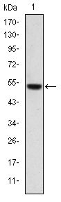 PODXL / Podocalyxin Antibody - PODXL Antibody in Western Blot (WB)
