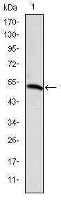 PODXL / Podocalyxin Antibody - Western blot using PODXL monoclonal antibody against human PODXL (AA: 109-324) recombinant protein. (Expected MW is 47.3 kDa)