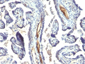 PODXL / Podocalyxin Antibody - Formalin-fixed, paraffin-embedded human placenta stained with Podocalyxin antibody (2A4).  This image was taken for the unmodified form of this product. Other forms have not been tested.