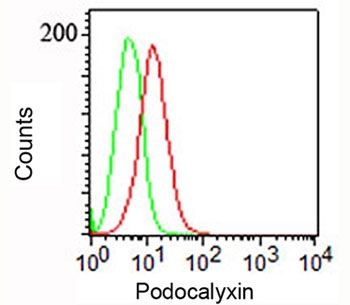 PODXL / Podocalyxin Antibody - Podocalyxin antibody 3D3 flow cytometry.  This image was taken for the unmodified form of this product. Other forms have not been tested.