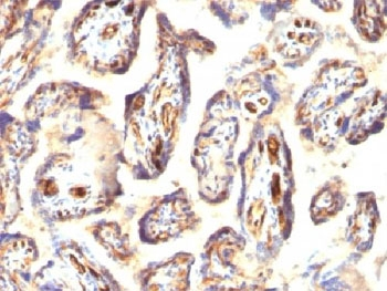 PODXL / Podocalyxin Antibody - IHC testing of FFPE human placenta with Podocalyxin antibody