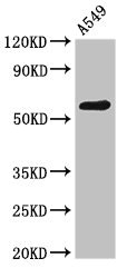 PODXL / Podocalyxin Antibody - Western Blot Positive WB detected in: A549 cell lysate All lanes: PODXL antibody at 2.6µg/ml Secondary Goat polyclonal to rabbit IgG at 1/50000 dilution Predicted band size: 59, 56 kDa Observed band size: 59 kDa