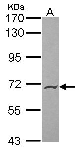PODXL2 / Endoglycan Antibody - Sample (30 ug of whole cell lysate). A: Hela. 7.5% SDS PAGE. PODXL2 antibody. PODXL2 / Endoglycan antibody diluted at 1:1000.