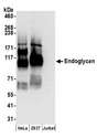 PODXL2 / Endoglycan Antibody - Detection of human Endoglycan by western blot. Samples: Whole cell lysate (50 µg) from HeLa, HEK293T, and Jurkat cells prepared using RIPA lysis buffer. Antibodies: Affinity purified rabbit anti-Endoglycan antibody used for WB at 1 µg/ml. Detection: Chemiluminescence with an exposure time of 30 seconds.