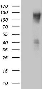 PODXL2 / Endoglycan Antibody - HEK293T cells were transfected with the pCMV6-ENTRY control. (Left lane) or pCMV6-ENTRY PODXL2. (Right lane) cDNA for 48 hrs and lysed. Equivalent amounts of cell lysates. (5 ug per lane) were separated by SDS-PAGE and immunoblotted with anti-PODXL2. (1:2000)