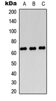 PODXL2 / Endoglycan Antibody - Western blot analysis of Endoglycan expression in HEK293T (A); Raw264.7 (B); H9C2 (C) whole cell lysates.