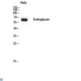 PODXL2 / Endoglycan Antibody - Western Blot (WB) analysis of HeLa using Endoglycan antibody.