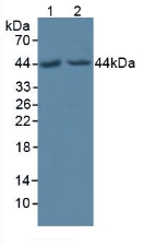 POFUT1 Antibody - Western Blot; Sample: Lane1: Human HepG2 Cells; Lane2: Human Hela Cells.