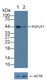POFUT1 Antibody - Knockout Varification: Lane 1: Wild-type Hela cell lysate; Lane 2: POFUT1 knockout Hela cell lysate; Predicted MW: 44,22kd Observed MW: 44kd Primary Ab: 1µg/ml Rabbit Anti-Human POFUT1 Antibody Second Ab: 0.2µg/mL HRP-Linked Caprine Anti-Rabbit IgG Polyclonal Antibody