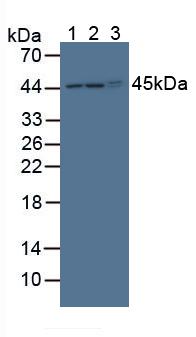 POFUT1 Antibody - Western Blot; Sample: Lane1: Mouse Liver Tissue; Lane2: Mouse Heart Tissue; Lane3: Human Hela Cells.