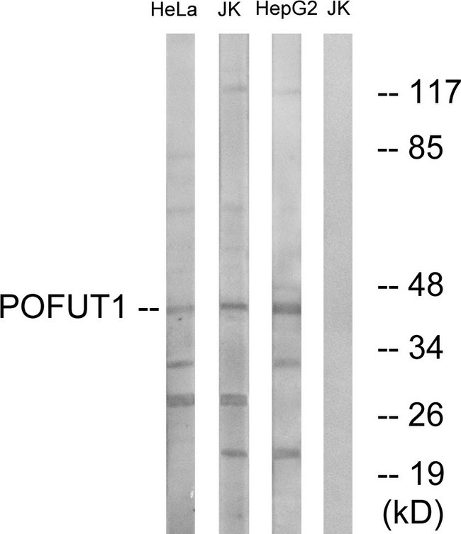 POFUT1 Antibody - Western blot analysis of lysates from Jurkat, HeLa, and HepG2 cells, using POFUT1 Antibody. The lane on the right is blocked with the synthesized peptide.
