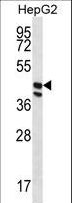 POFUT1 Antibody - POFUT1 Antibody western blot of HepG2 cell line lysates (35 ug/lane). The POFUT1 antibody detected the POFUT1 protein (arrow).