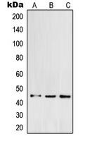 POFUT1 Antibody - Western blot analysis of POFUT1 expression in K562 (A); HCT116 (B); HeLa (C) whole cell lysates.