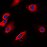 POFUT1 Antibody - Immunofluorescent analysis of POFUT1 staining in K562 cells. Formalin-fixed cells were permeabilized with 0.1% Triton X-100 in TBS for 5-10 minutes and blocked with 3% BSA-PBS for 30 minutes at room temperature. Cells were probed with the primary antibody in 3% BSA-PBS and incubated overnight at 4 C in a humidified chamber. Cells were washed with PBST and incubated with a DyLight 594-conjugated secondary antibody (red) in PBS at room temperature in the dark. DAPI was used to stain the cell nuclei (blue).