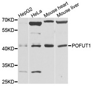 POFUT1 Antibody - Western blot analysis of extracts of various cells.