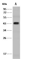 POFUT1 Antibody - Anti-POFUT1 rabbit polyclonal antibody at 1:500 dilution. Lane A: HepG2 Whole Cell Lysate. Lysates/proteins at 30 ug per lane. Secondary: Goat Anti-Rabbit IgG (H+L)/HRP at 1/10000 dilution. Developed using the ECL technique. Performed under reducing conditions. Predicted band size: 44 kDa. Observed band size: 44 kDa.