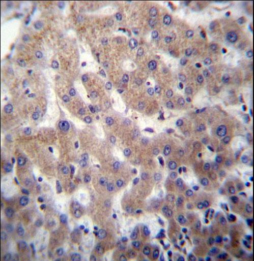 POFUT2 Antibody - POFUT2 Antibody immunohistochemistry of formalin-fixed and paraffin-embedded human liver tissue followed by peroxidase-conjugated secondary antibody and DAB staining.