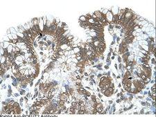 POFUT2 Antibody - POFUT2 antibody POFUT2(protein O-fucosyltransferase 2) Antibody was used in IHC to stain formalin-fixed, paraffin-embedded human stomach.  This image was taken for the unconjugated form of this product. Other forms have not been tested.