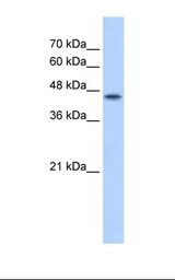 POFUT2 Antibody - HepG2 cell lysate. Antibody concentration: 2.5 ug/ml. Gel concentration: 12%.  This image was taken for the unconjugated form of this product. Other forms have not been tested.