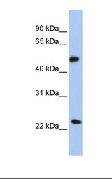 POFUT2 Antibody - Transfected 293T cell lysate. Antibody concentration: 1.0 ug/ml. Gel concentration: 12%.  This image was taken for the unconjugated form of this product. Other forms have not been tested.