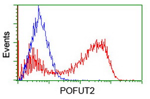 POFUT2 Antibody - HEK293T cells transfected with either overexpress plasmid (Red) or empty vector control plasmid (Blue) were immunostained by anti-POFUT2 antibody, and then analyzed by flow cytometry.