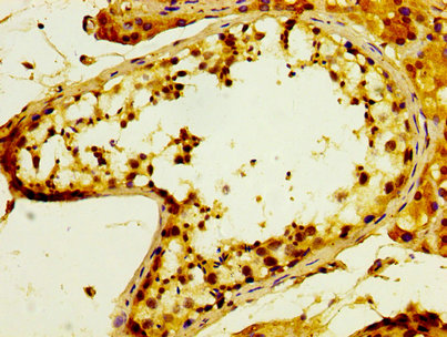 POFUT2 Antibody - Immunohistochemistry image at a dilution of 1:300 and staining in paraffin-embedded human testis tissue performed on a Leica BondTM system. After dewaxing and hydration, antigen retrieval was mediated by high pressure in a citrate buffer (pH 6.0) . Section was blocked with 10% normal goat serum 30min at RT. Then primary antibody (1% BSA) was incubated at 4 °C overnight. The primary is detected by a biotinylated secondary antibody and visualized using an HRP conjugated SP system.