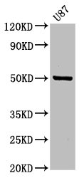 POFUT2 Antibody - Western Blot Positive WB detected in: U87 whole cell lysate All lanes: POFUT2 antibody at 3.2µg/ml Secondary Goat polyclonal to rabbit IgG at 1/50000 dilution Predicted band size: 50, 49, 45 kDa Observed band size: 50 kDa