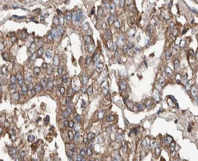 POFUT2 Antibody - 1:100 staining human Stomach tissue by IHC-P. The tissue was formaldehyde fixed and a heat mediated antigen retrieval step in citrate buffer was performed. The tissue was then blocked and incubated with the antibody for 1.5 hours at 22°C. An HRP conjugated goat anti-rabbit antibody was used as the secondary.