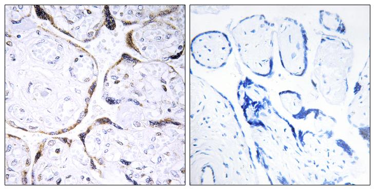 POFUT2 Antibody - Peptide - + Immunohistochemistry analysis of paraffin-embedded human placenta tissue using POFUT2 antibody.