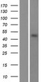 POFUT2 Protein - Western validation with an anti-DDK antibody * L: Control HEK293 lysate R: Over-expression lysate