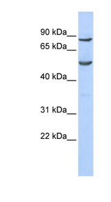 POGK Antibody - POGK antibody Western blot of 293T cell lysate. This image was taken for the unconjugated form of this product. Other forms have not been tested.