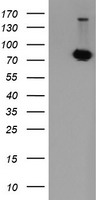 POGK Antibody - HEK293T cells were transfected with the pCMV6-ENTRY control (Left lane) or pCMV6-ENTRY POGK (Right lane) cDNA for 48 hrs and lysed. Equivalent amounts of cell lysates (5 ug per lane) were separated by SDS-PAGE and immunoblotted with anti-POGK.