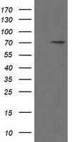 POGK Antibody - HEK293T cells were transfected with the pCMV6-ENTRY control (Left lane) or pCMV6-ENTRY POGK (Right lane) cDNA for 48 hrs and lysed. Equivalent amounts of cell lysates (5 ug per lane) were separated by SDS-PAGE and immunoblotted with anti-POGK.