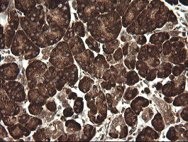 POGK Antibody - IHC of paraffin-embedded Human pancreas tissue using anti-POGK mouse monoclonal antibody.