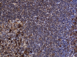 POGK Antibody - IHC of paraffin-embedded Human tonsil using anti-POGK mouse monoclonal antibody.