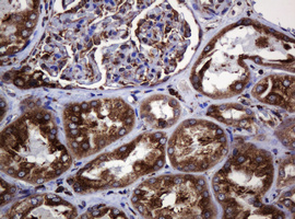 POGK Antibody - IHC of paraffin-embedded Human Kidney tissue using anti-POGK mouse monoclonal antibody.