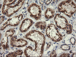 POGK Antibody - IHC of paraffin-embedded Human Kidney tissue using anti-POGK mouse monoclonal antibody.
