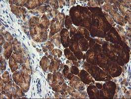 POGK Antibody - IHC of paraffin-embedded Human pancreas tissue using anti-POGK mouse monoclonal antibody.