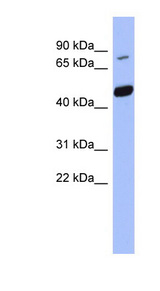 POGK Antibody - POGK antibody Western blot of THP-1 cell lysate. This image was taken for the unconjugated form of this product. Other forms have not been tested.
