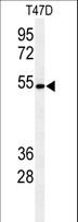 POGLUT1 Antibody - Western blot of KTEL1 Antibody in T47D cell line lysates (35 ug/lane). KTEL1 (arrow) was detected using the purified antibody.