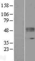POGLUT1 Protein - Western validation with an anti-DDK antibody * L: Control HEK293 lysate R: Over-expression lysate