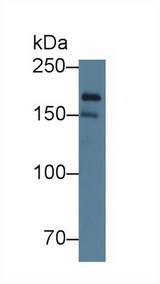 POLA1 / DNA Polymerase Alpha 1 Antibody - Western Blot; Sample: Human K562 cell lysate; Primary Ab: 4µg/ml Rabbit Anti-Human POLa1 Antibody Second Ab: 0.2µg/mL HRP-Linked Caprine Anti-Rabbit IgG Polyclonal Antibody