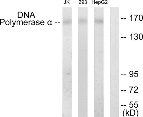 POLA1 / DNA Polymerase Alpha 1 Antibody - Western blot analysis of lysates from HepG2, 293, and Jurkat cells, using DNA Polymerase alpha Antibody. The lane on the right is blocked with the synthesized peptide.