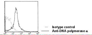 POLA1 / DNA Polymerase Alpha 1 Antibody