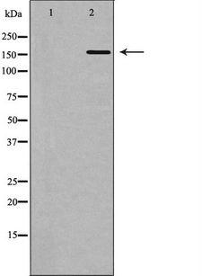POLA1 / DNA Polymerase Alpha 1 Antibody - Western blot analysis of DNA Polymerase a expression in 293 cells. The lane on the left is treated with the antigen-specific peptide.